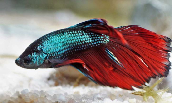 Best color substrate for betta fish