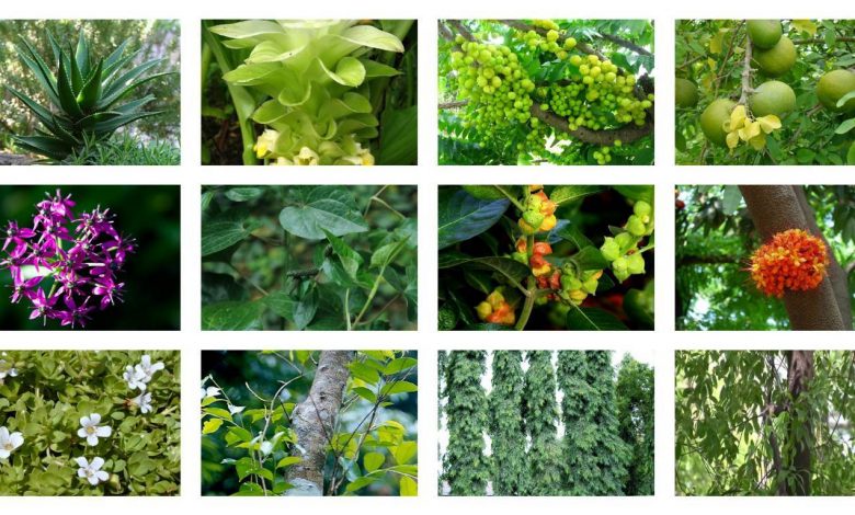 Top 4 Medicinal Plant (Herbs) In India - Keep Your Body Healthy