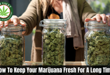 Photo of How To Keep Your Marijuana Fresh For A Long Time