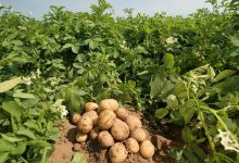 Photo of Potato Farming Business with High Yield – Complete Overview