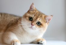 Photo of What Information One Needs To Have About Golden British Shorthair?