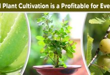 Photo of Medicinal Plant Cultivation is a Profitable for Every Farmer