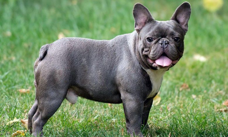 blue french bulldog