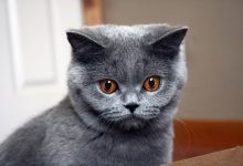 Photo of Blue British Shorthair Cat Breed Information