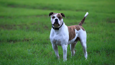 Photo of Fun Facts About The American Bulldog