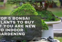 Photo of Top 5 Bonsai Plants To Buy If You Are New To Indoor Gardening