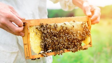 Photo of Essentials you Need to Start Beekeeping