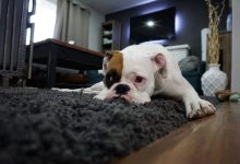 Photo of What Are the Best Rugs for Pets?