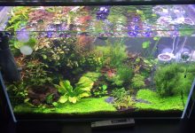 Photo of Selecting The Best Substrate For A Planted Aquarium