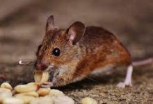 Photo of Tips To Choose the Best Rodent Exterminator