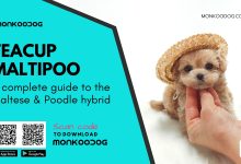 Photo of Teacup Maltipoo: A Complete Guide To The Maltese Poodle Hybrid