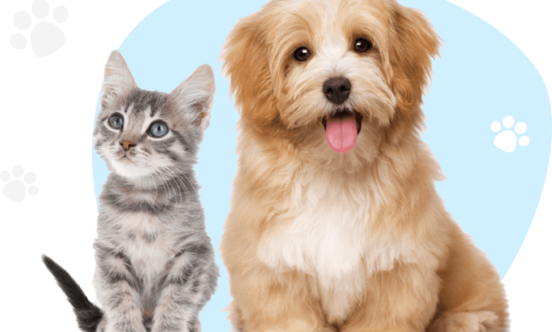 Photo of Which Pet Needs More Care, A Dog Or A Cat?