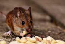Photo of How does pest control services helps in getting rid of mice