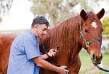 Photo of Best ways to Muscle Gain in Horses
